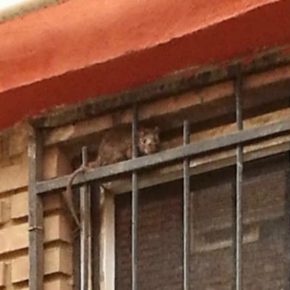 Ciudadanos denuncia la presencia de ratas en el barrio de la Asunción e insta al equipo de gobierno a que tome medidas