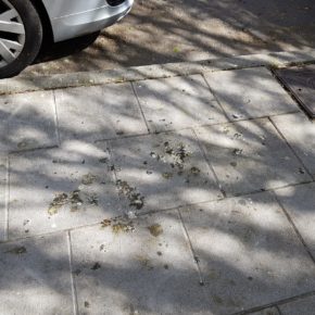 Cs denuncia la acumulación de excrementos de palomas en la calle Campanillas y pide una mayor limpieza