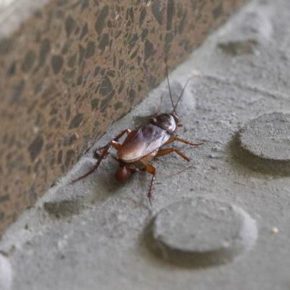 Ciudadanos pide un plan de fumigación contra las plagas de cucarachas e insectos