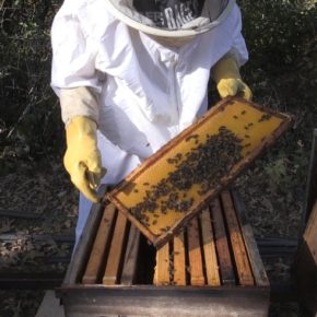 Cs propone medidas a la Diputación para promocionar el sector de la apicultura como estratégico en la provincia de León