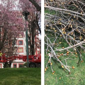 Ciudadanos denuncia la poda “indiscriminada” de castaños en flor en el Paseo de la Condesa