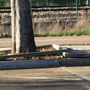 CS lamenta la dejadez del PSOE y pide que no haya un alcorque sin árbol en León
