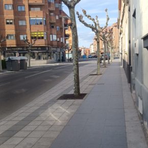 CS denuncia la falta de una política clara ni coherente de arbolado en León con podas y talas “descontroladas”